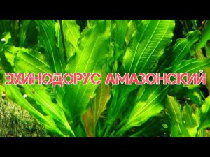ЭХИНОДОРУС АМАЗОНСКИЙ. СОДЕРЖАНИЕ И РАЗМНОЖЕНИЕ В АКВАРИУМЕ