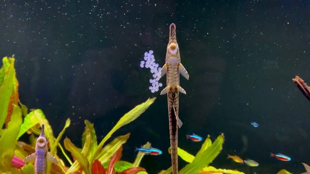Closer look at Farlowella vittata eggs смотреть онлайн