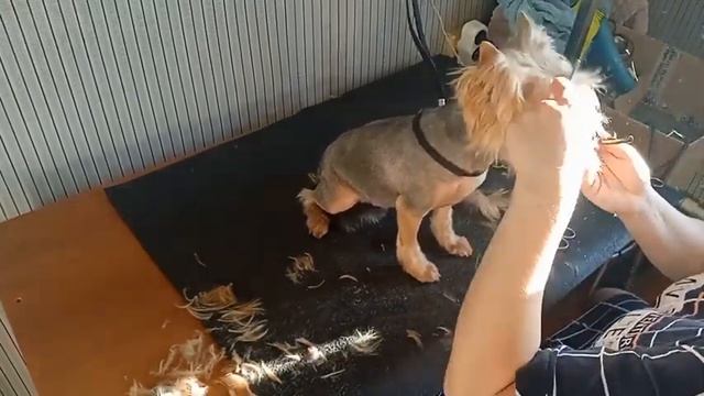 ✂️Стрижка, груминг йоркширского терьера. Йорк Юкка на стрижке смотреть онлайн