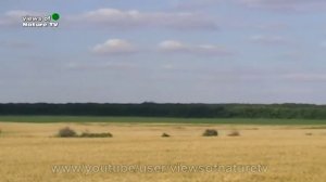 красивое поле пшеницы - beautiful wheat field