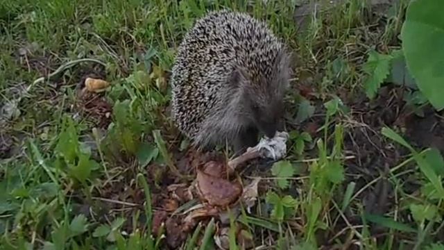 Ручной Ёжик. Видео про животных. Еж Яша кушает курочку смотреть онлайн