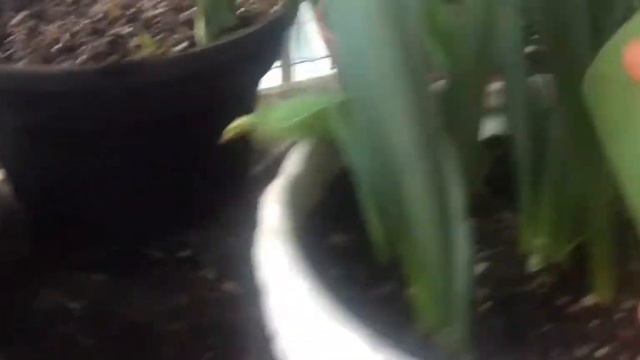 Regando las plantas de bulbos ya los tulipanes están en floración смотреть онлайн