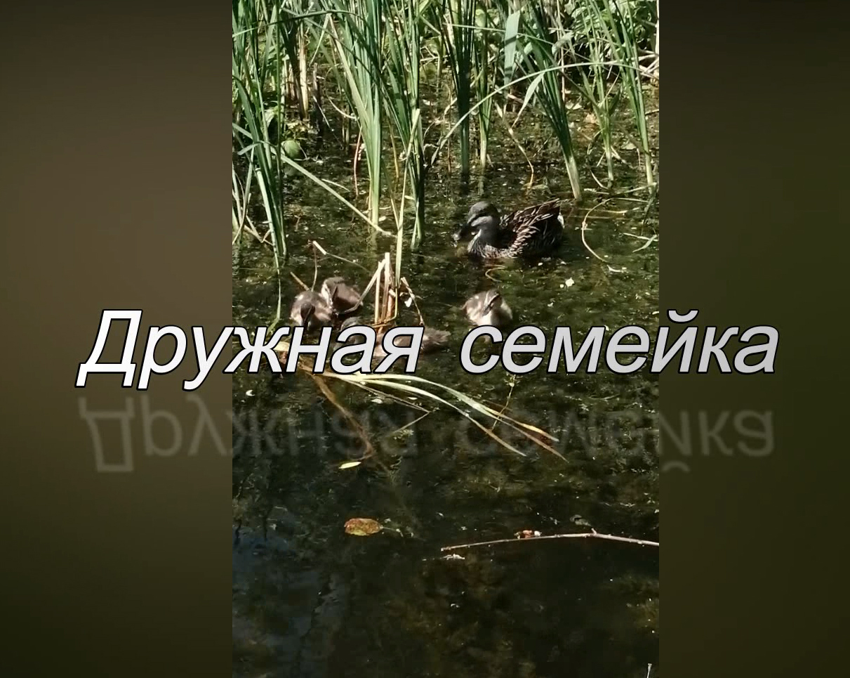 Дружная семейка смотреть онлайн