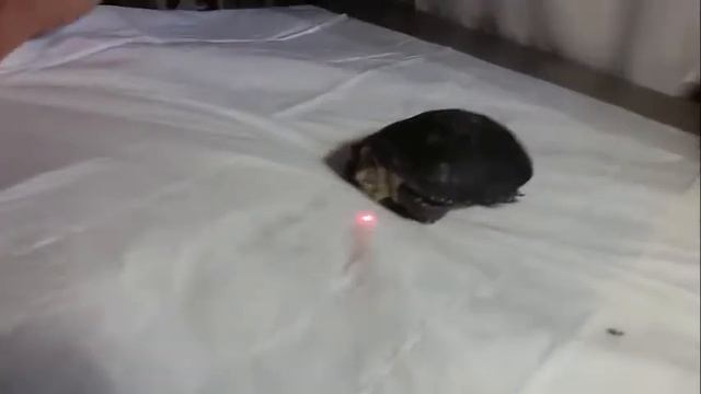 Лечение черепахи смотреть онлайн