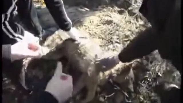 Что за зверь ЧУПАКАБРА Видео пойманного монстра смотреть онлайн