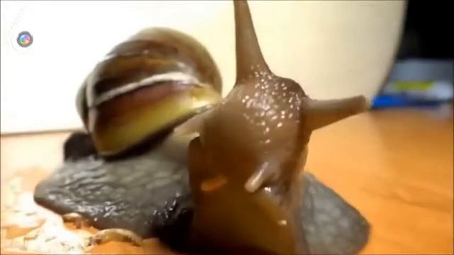 Подборка Приколов с Животными 2015 Март Funny Animals Compilation March 2015 смотреть онлайн