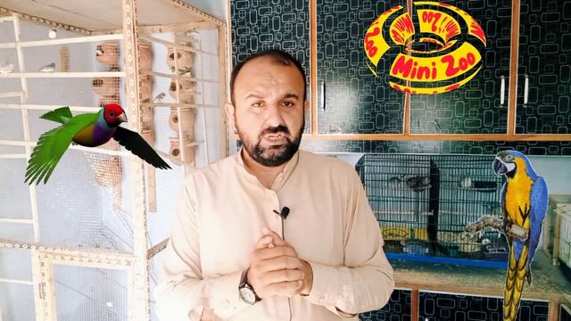 Future Of Java Bird In 2022-2023 | Java Sparrow | White Java | Silver Java | Mini Zoo смотреть онлайн