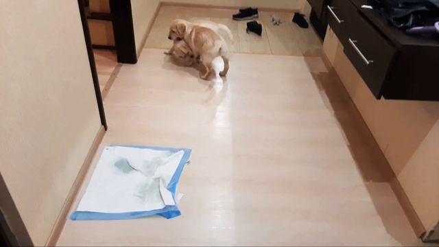 Игра смотреть онлайн