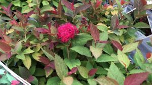 DOUBLE PLAY DOOZIE® Spiraea | www.gardencrossings.com