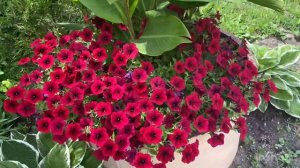 Сезон 2023 Петунии в саду. Тайдал, Шок вейв, Изи вейв