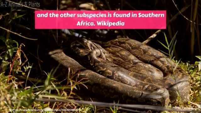 African rock python (Python sebae) смотреть онлайн