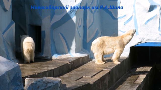 Мишки перед завтраком 12.05.2021 смотреть онлайн