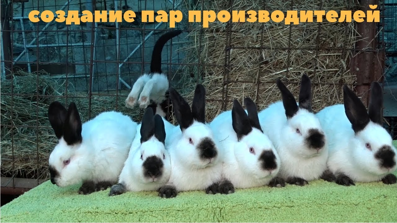 Инбридинг. Близкородственное скрещивание в кролиководстве смотреть онлайн