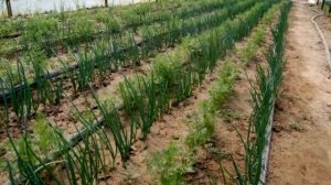 Прибыльный бизнес выращивание зелени на продажу СКОЛЬКО МОЖНО ЗАРАБОТАТЬ  БИЗНЕС ИДЕЯ