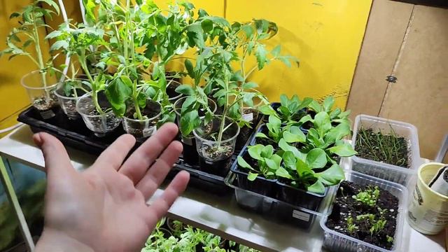 Стеллаж для рассады DIY смотреть онлайн