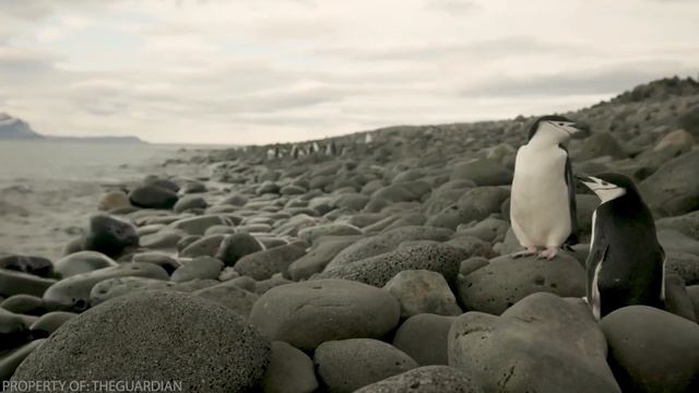 Как Передвигаются Пингвины и Почему у Них Походка Вразвалку? смотреть онлайн