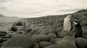 Как Передвигаются Пингвины и Почему у Них Походка Вразвалку?