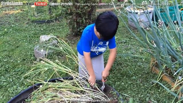 Harvesting Garlic (Allium Sativum) | Dad Says To Repel Ghosts In Our Backyard? Is There Truth To It