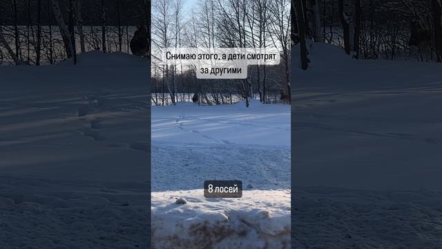 Как мы увидели стадо ЛОСЕЙ?