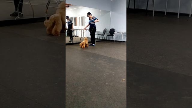 Джентли Борн Пина Калада 1 смотреть онлайн