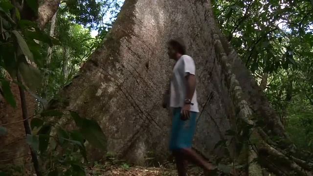 Why protect the rainforest? смотреть онлайн