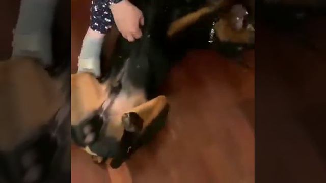 Доберман-собака Компаньон смотреть онлайн