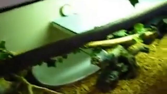 Custom Built Snake Cage смотреть онлайн