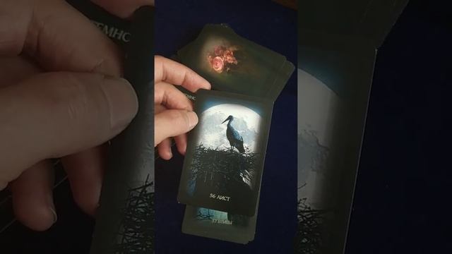Видео N 6. Оракул " Шепот Темноты". Обзор карт. смотреть онлайн