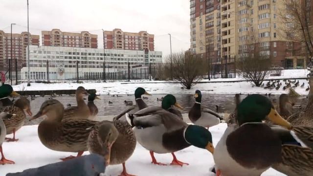 Утки и голуби едят хлеб на берегу реки Яуза в городе Мытищи смотреть онлайн