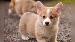 ✅Щенки ЛАЮТ СКУЛЯТ РЫЧАТ Прикол над СОБАКОЙ или КОШКОЙ (Топ ЛУЧШЕЕ)