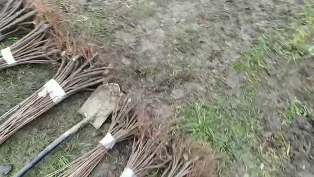 Выкопка и сортировка подвоя для черешни ВСЛ-2