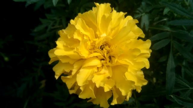 Желтые БАРХАТЦЫ цветут, видео 2017 смотреть онлайн