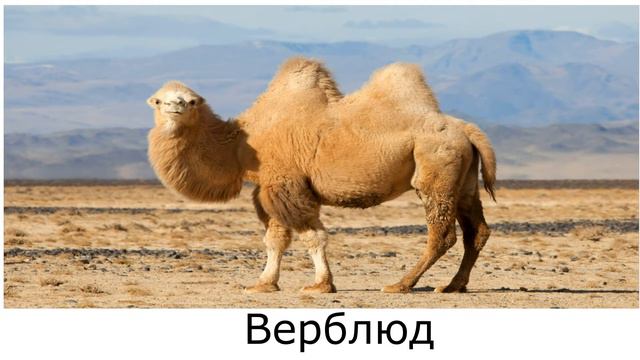 ВЕРБЛЮД смотреть онлайн