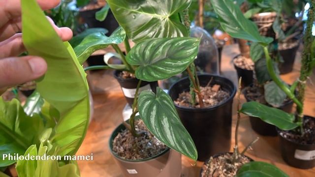 I'm obsessed w/ this Plant Shop :') смотреть онлайн