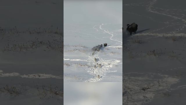 Вот чем отличается стая от стада смотреть онлайн