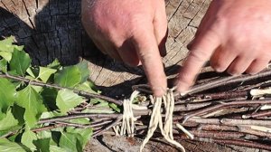 Банный веник не рассыплется Показываю как вязать березовый веник