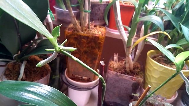 Фаленопсис Lueddemanniana -Люддемана. 2.01.2020год. смотреть онлайн