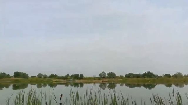 РЫБАЛКА на КАРЬЕРЕ (сазан) смотреть онлайн