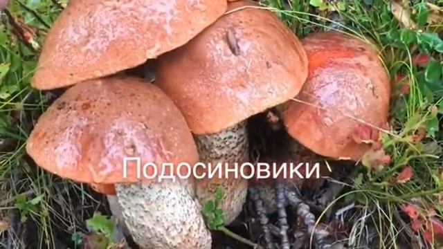 Кулинарное творчество для всех возрастов 