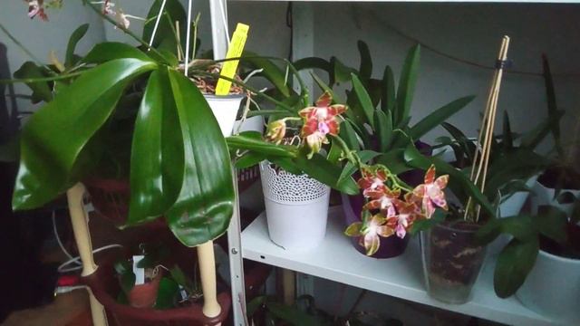 Phalaenopsis venosa "Chestnut" x Phal. Macassar "Freckles" смотреть онлайн