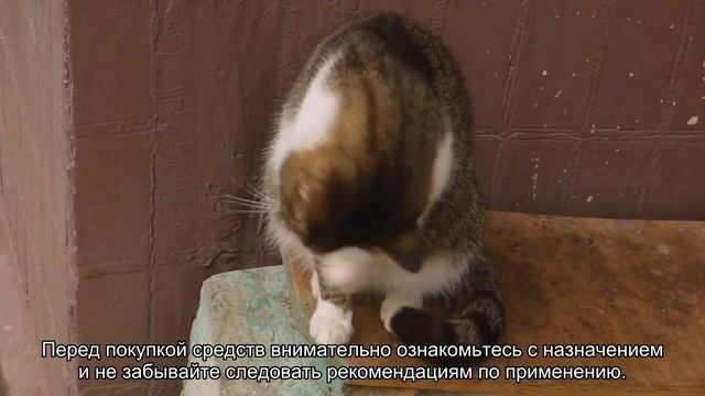 Как мыть кошек? смотреть онлайн