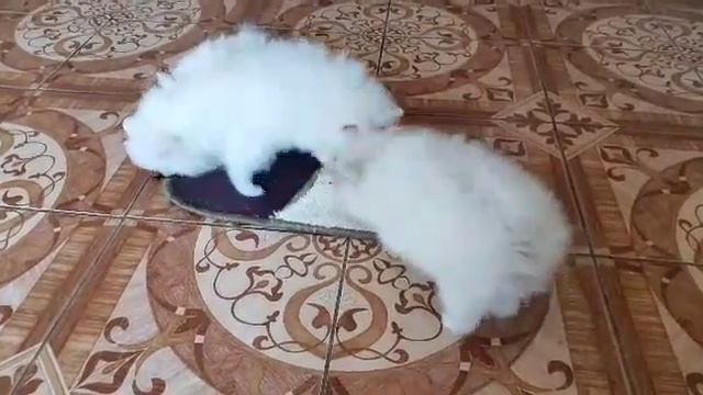 Шпиц! Щеночки! смотреть онлайн