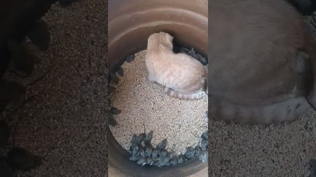 Кот и мыши??? смотреть онлайн