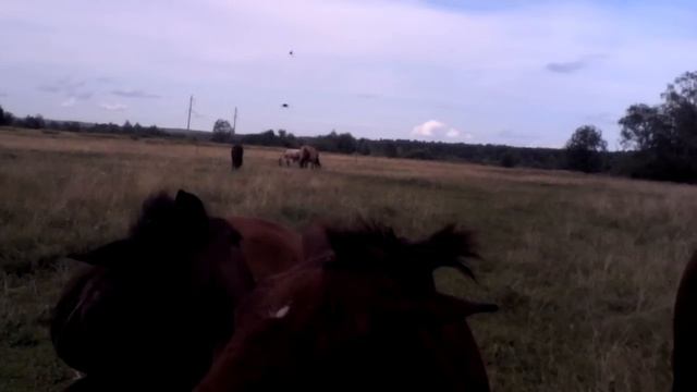 Почесухи жеребят смотреть онлайн