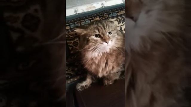Кот-тигр(опасный хищник дома) смотреть онлайн