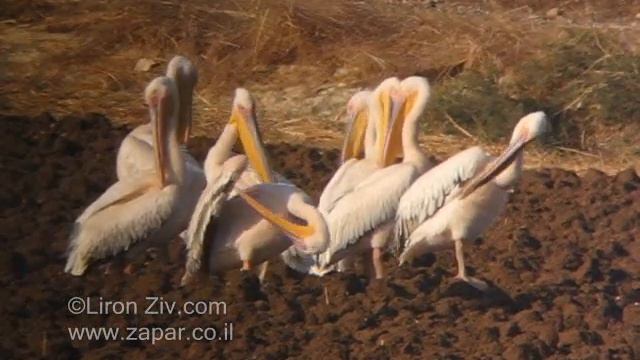 Birds of israel - pelican - שקנאים смотреть онлайн