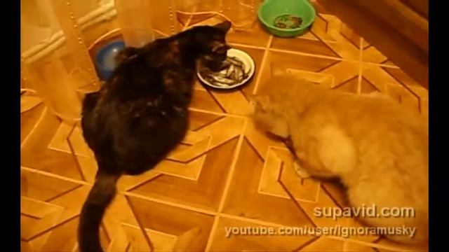 Наглость - второе счастье! смотреть онлайн