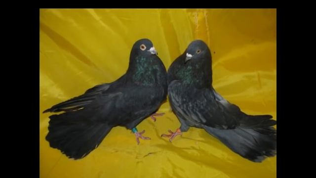 НИКОЛАЕВСКИЕ ГОЛУБИ САМЫЕ КРАСИВЫЕ ФОТО-- 2 смотреть онлайн