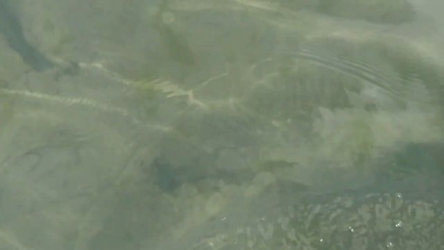12 часть. Путешествие на чёрное море в 2500 км. 8.09.21. Головинки, море с полаткой. смотреть онлайн