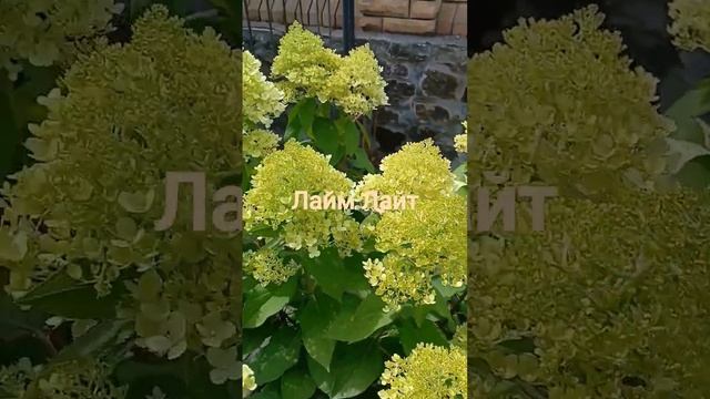 #волотиста #гортензія #Лаймлайт #garden #дача #endless #sammer смотреть онлайн